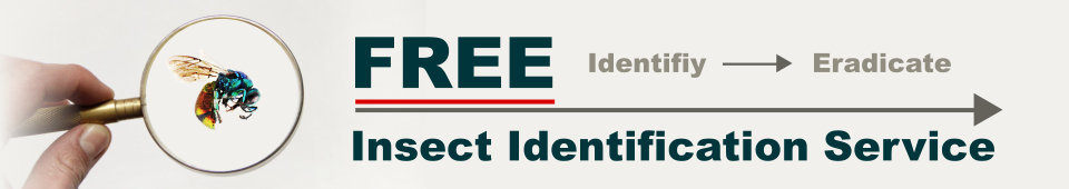 Bug & Pest ID Service banner