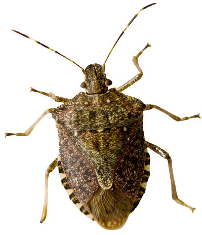 Brown-Marmorated-Stink-Bug-Heat-Treatment
